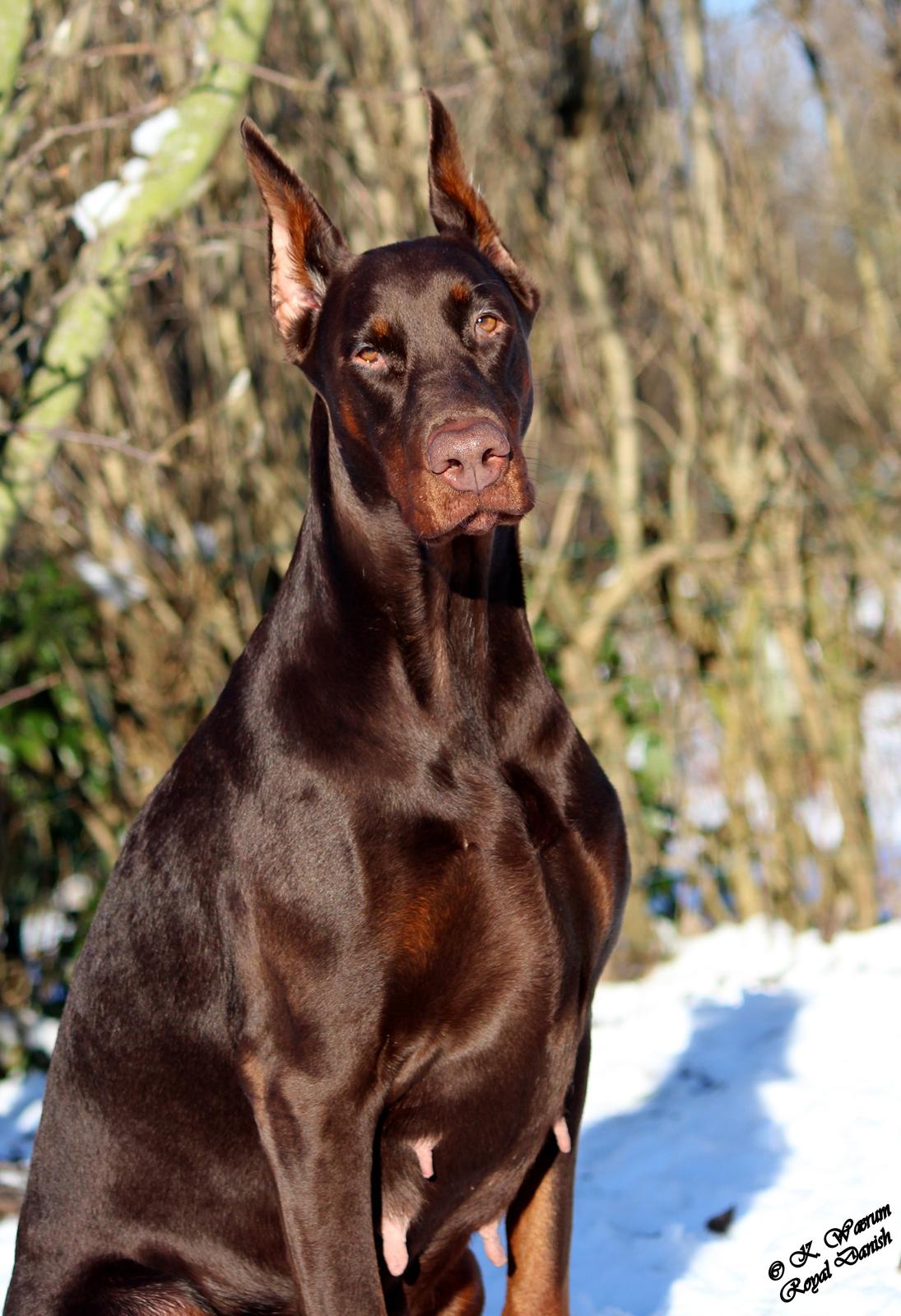 Dobermann Ch. Sant Kreal Russian Rubin billede 1