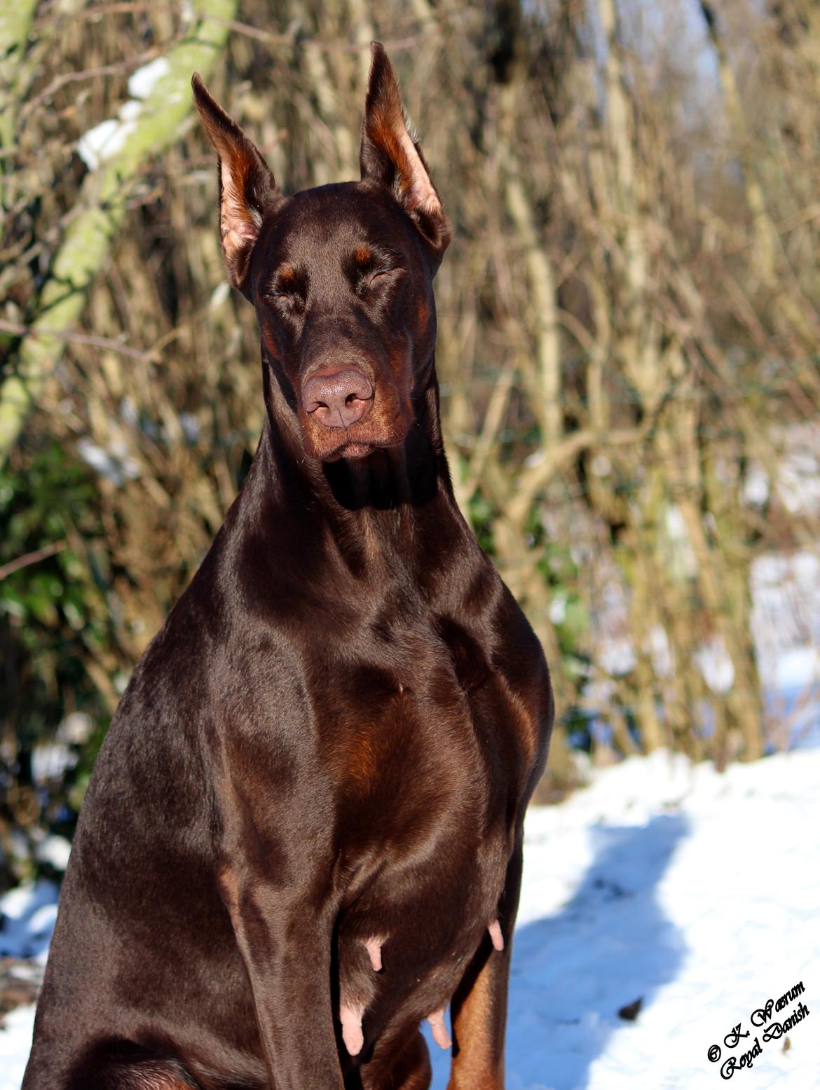 Dobermann Ch. Sant Kreal Russian Rubin billede 6