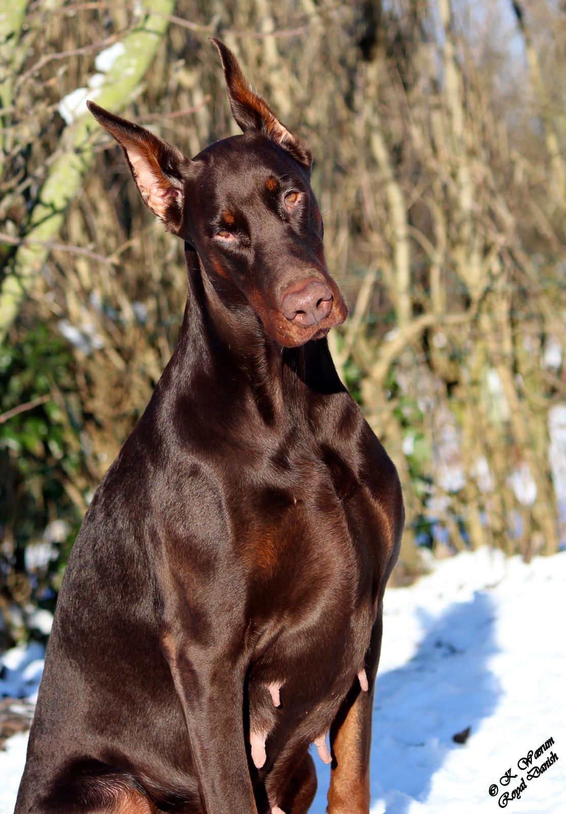 Dobermann Ch. Sant Kreal Russian Rubin billede 4