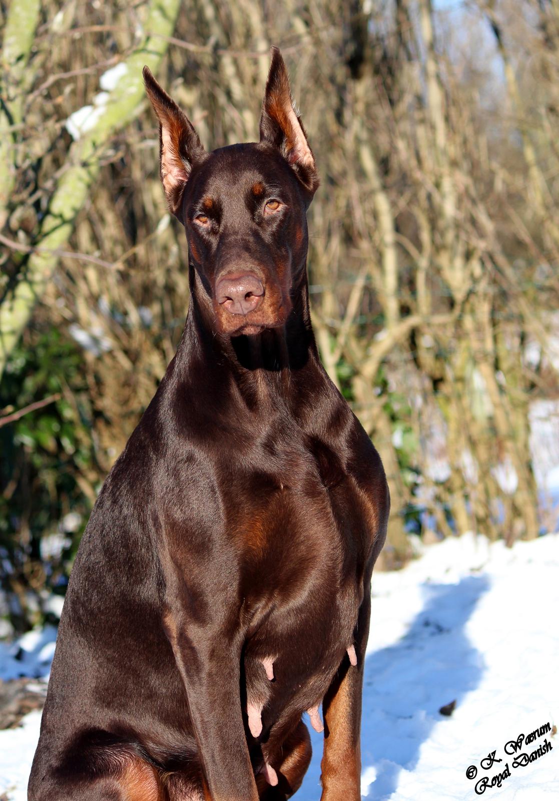 Dobermann Ch. Sant Kreal Russian Rubin billede 10