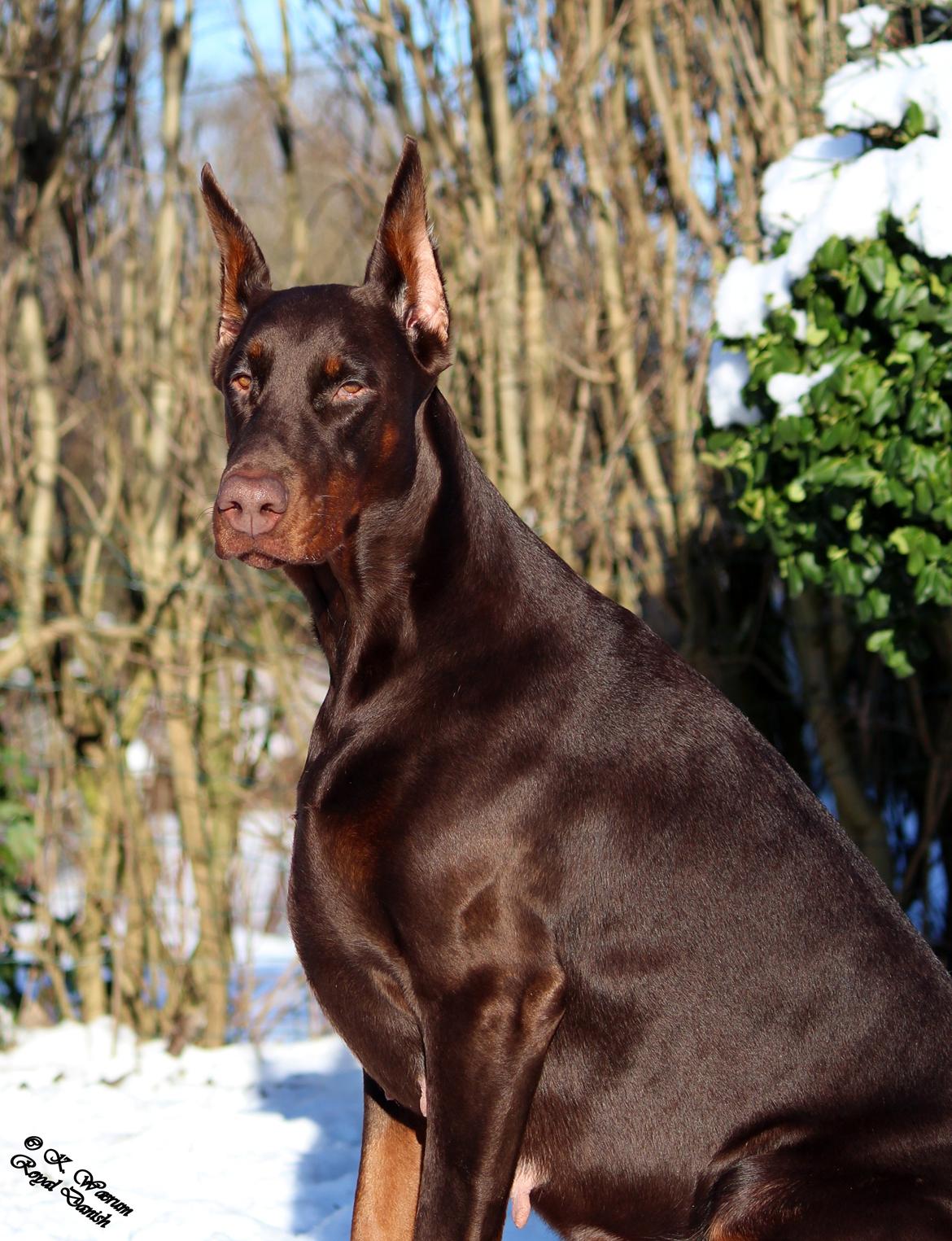 Dobermann Ch. Sant Kreal Russian Rubin billede 8