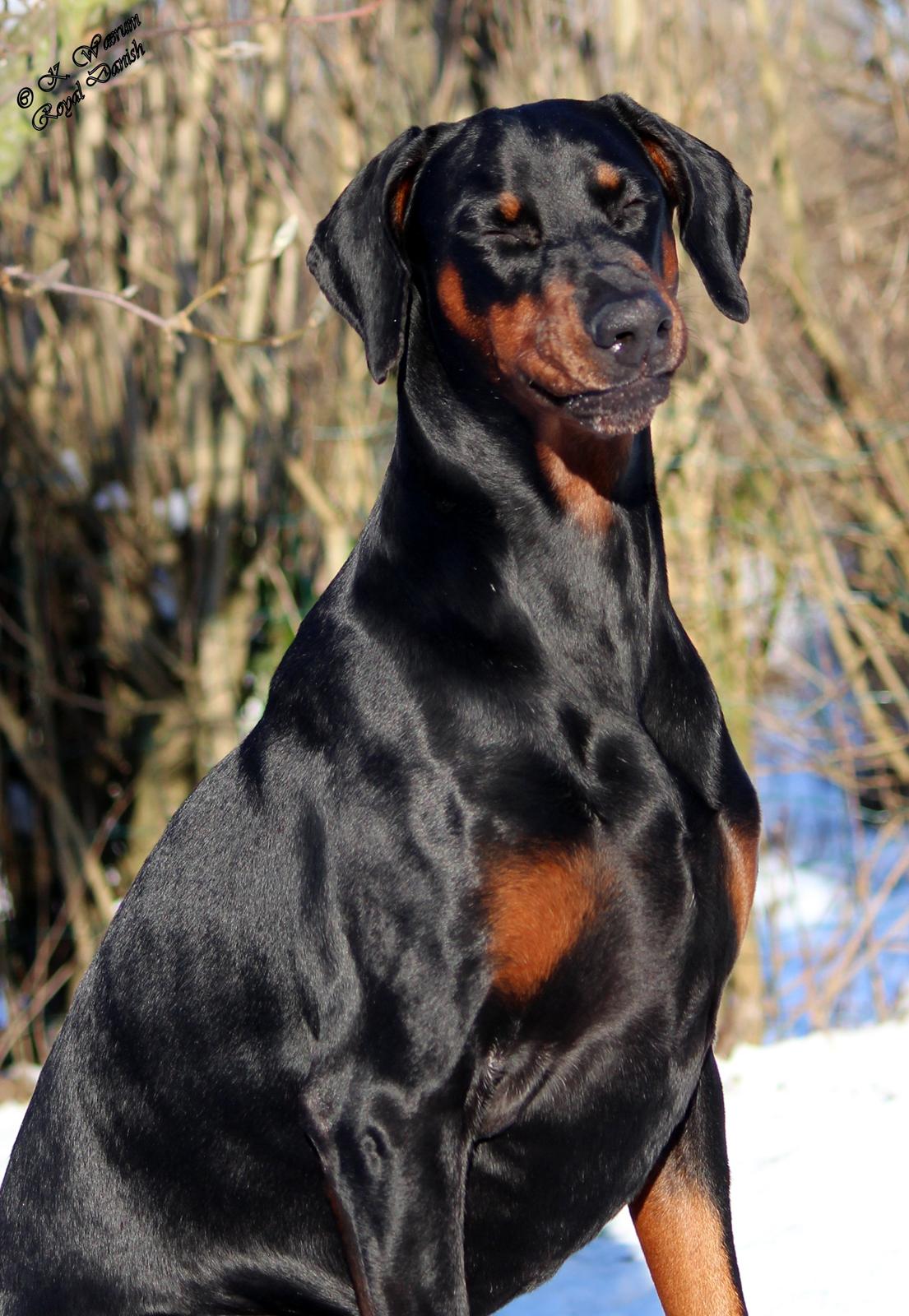 Dobermann *¤*Gaisha / Sasha*¤* billede 4