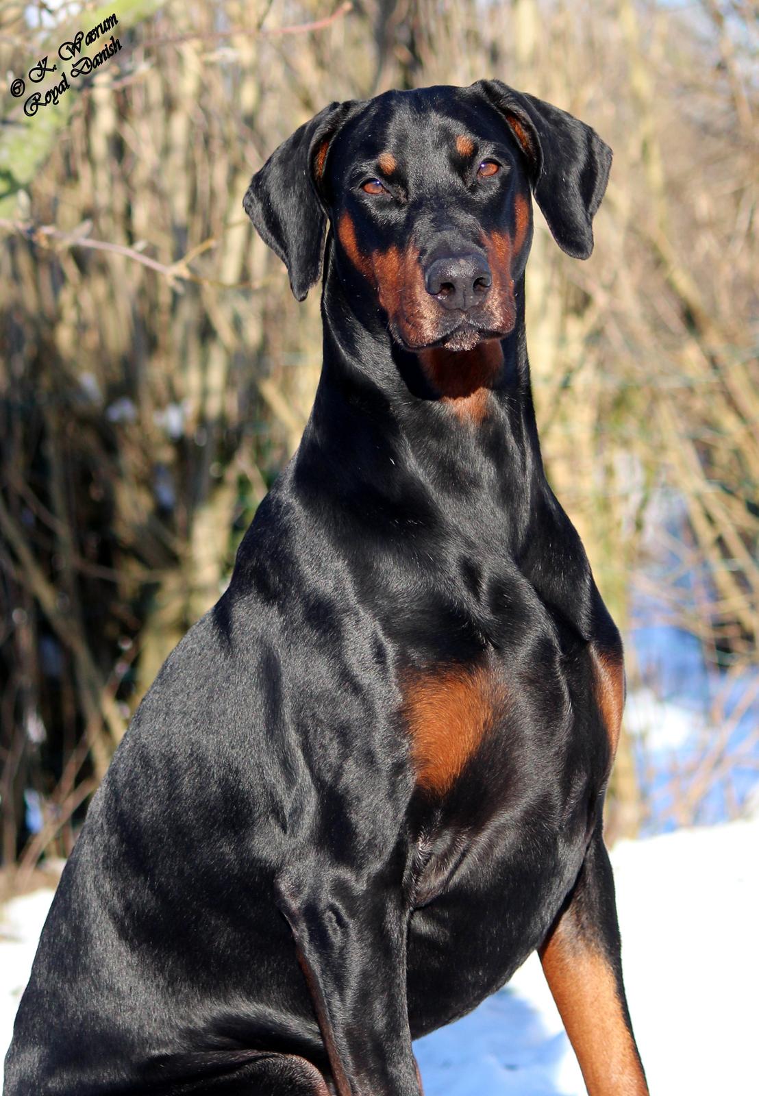 Dobermann *¤*Gaisha / Sasha*¤* billede 3