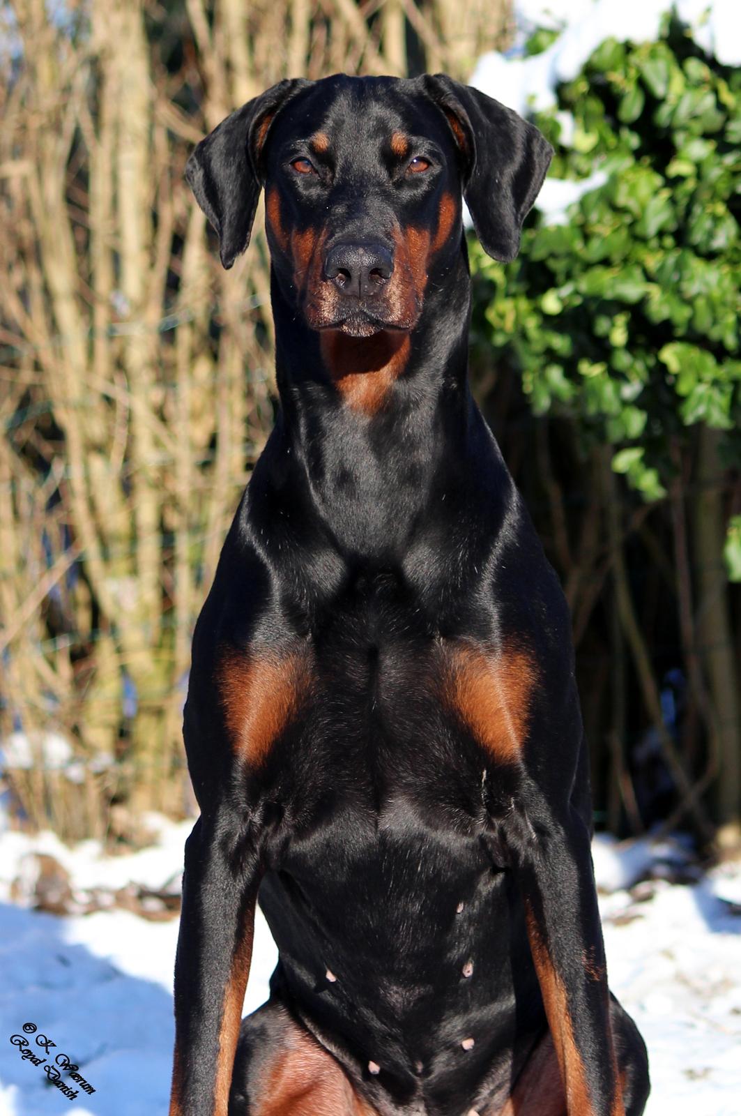 Dobermann *¤*Gaisha / Sasha*¤* billede 9