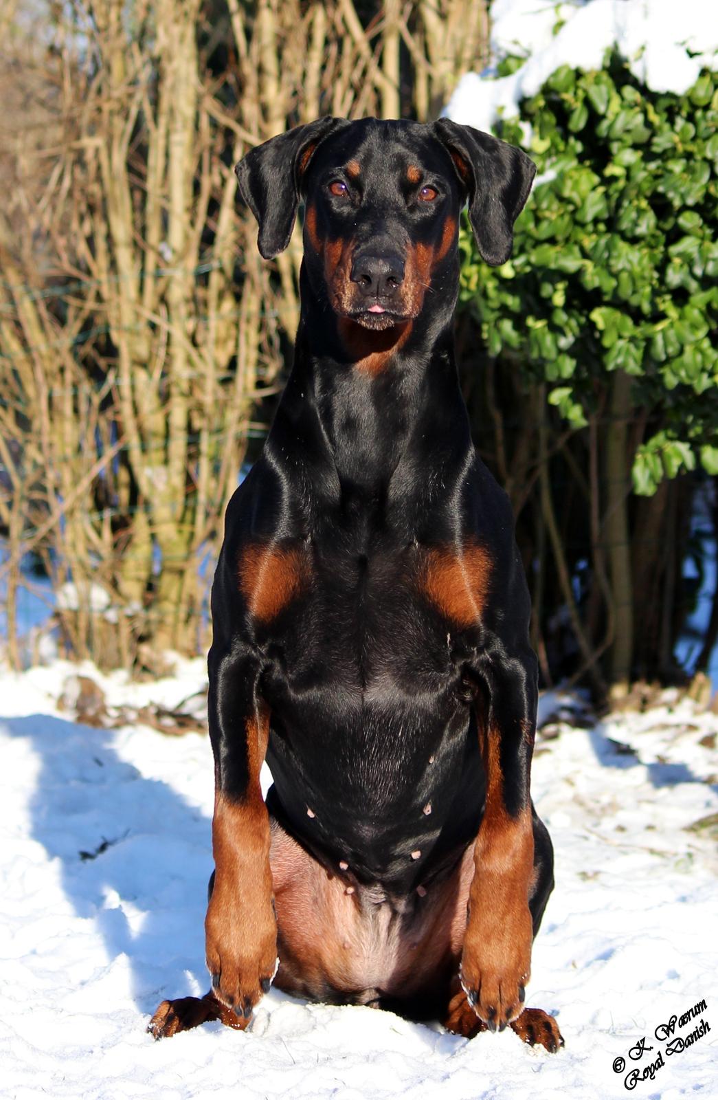 Dobermann *¤*Gaisha / Sasha*¤* billede 10