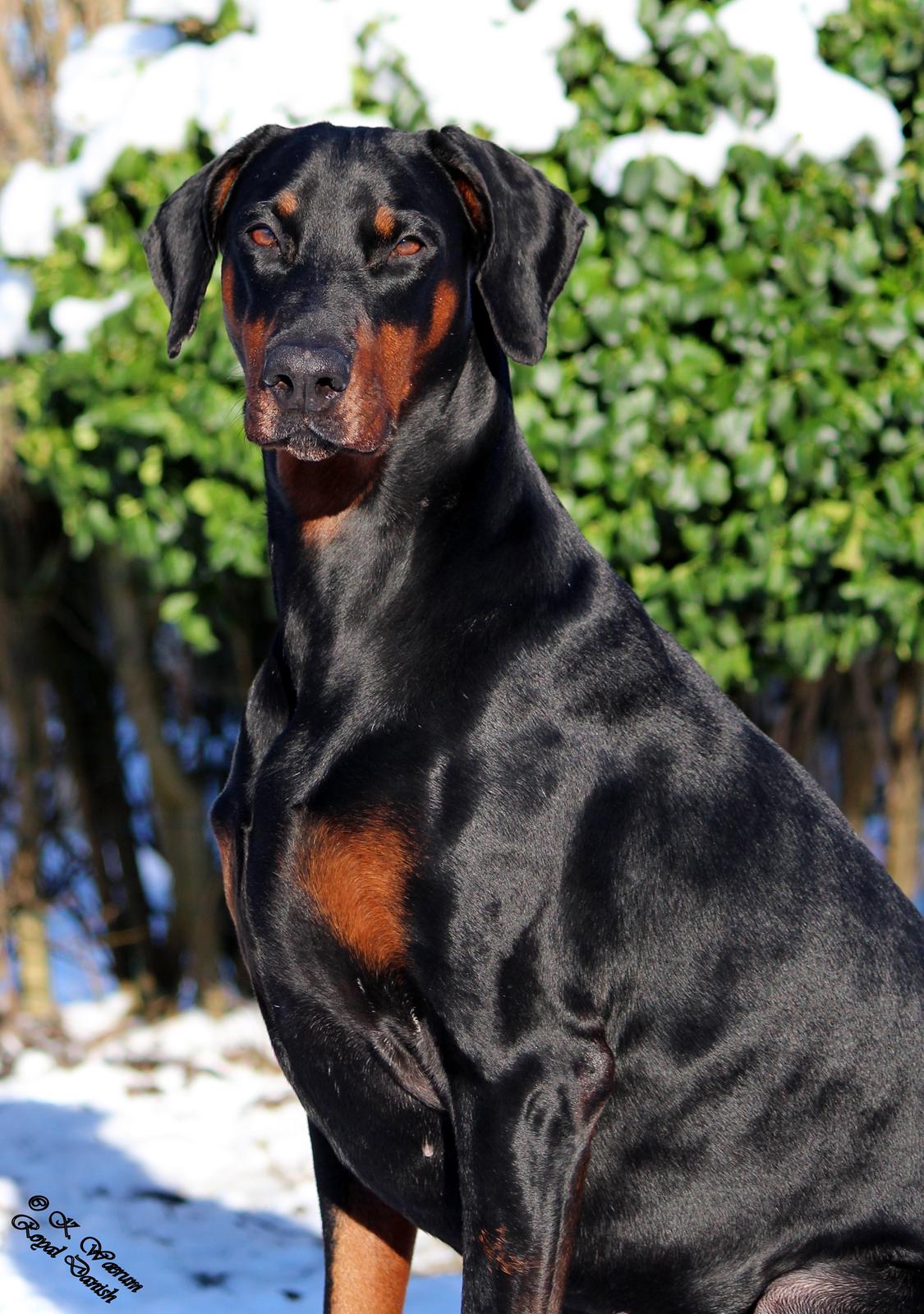 Dobermann *¤*Gaisha / Sasha*¤* billede 5