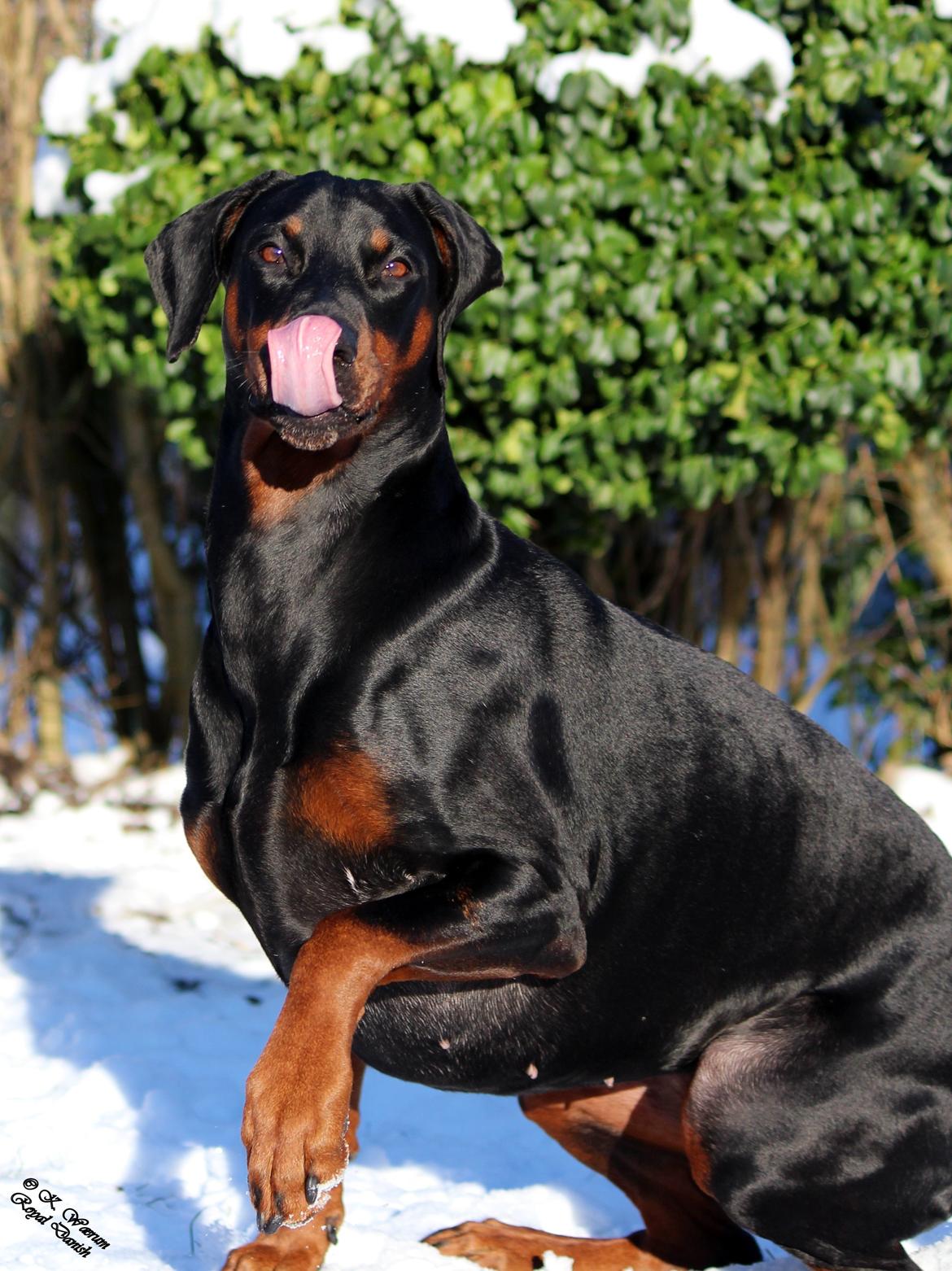 Dobermann *¤*Gaisha / Sasha*¤* billede 6