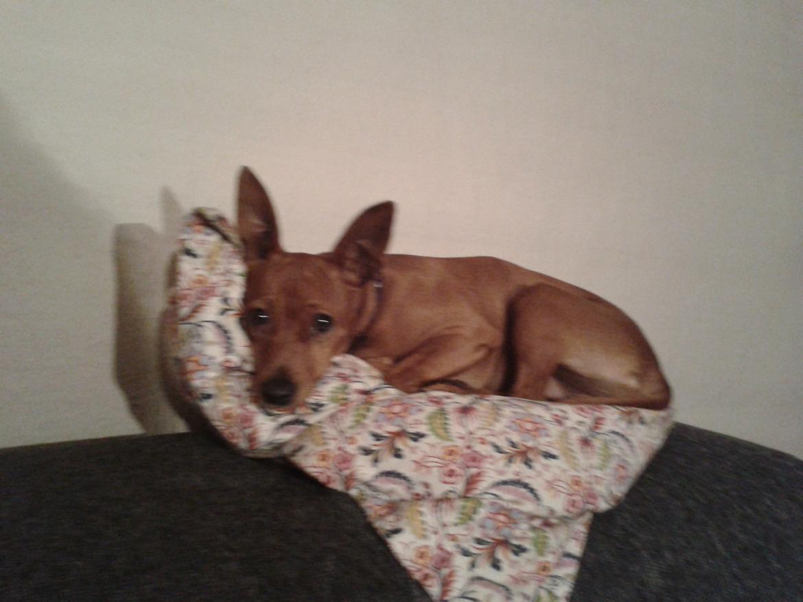 Dvaergpinscher Lilo - Prinsessen på ærten  2012 billede 10