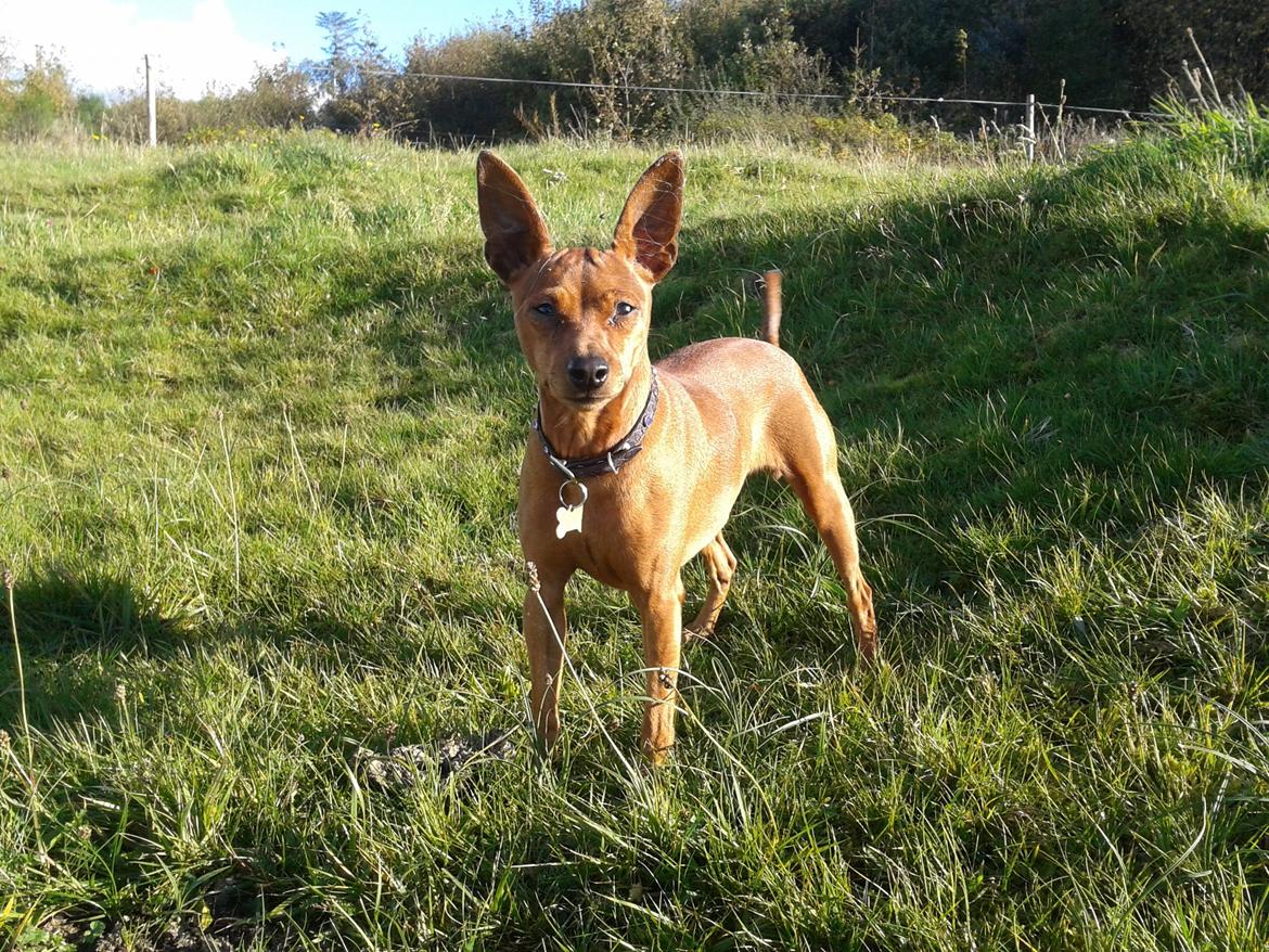 Dvaergpinscher Lilo - En efterårs dag på engen - skringstrup  2012 billede 11