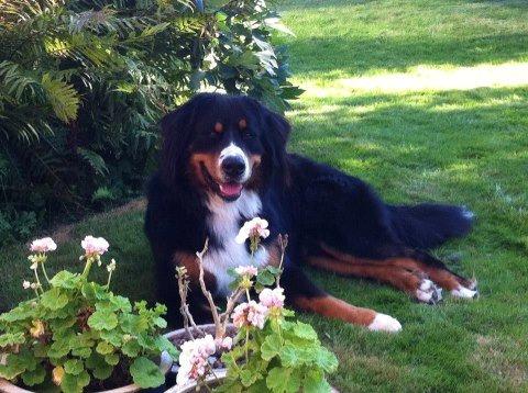 Berner sennenhund Harley billede 1