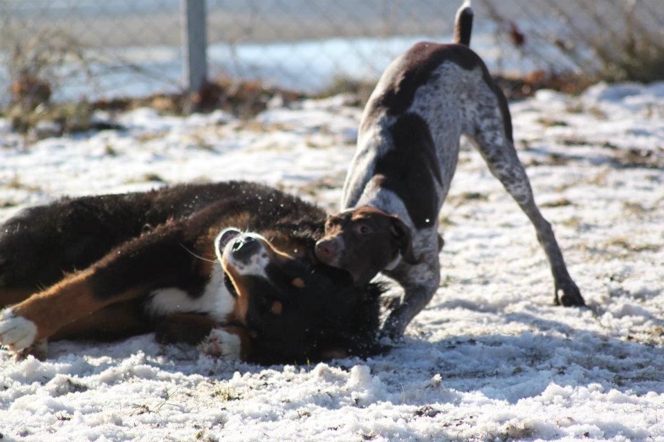 Berner sennenhund Harley billede 4