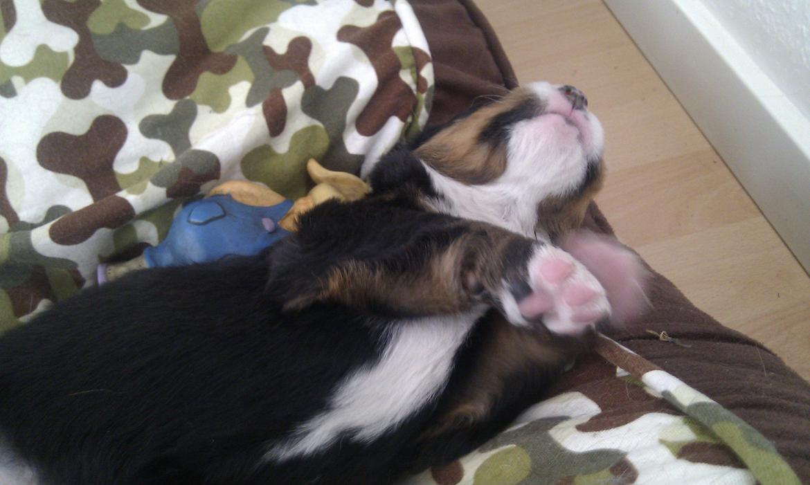 Berner sennenhund Harley billede 5