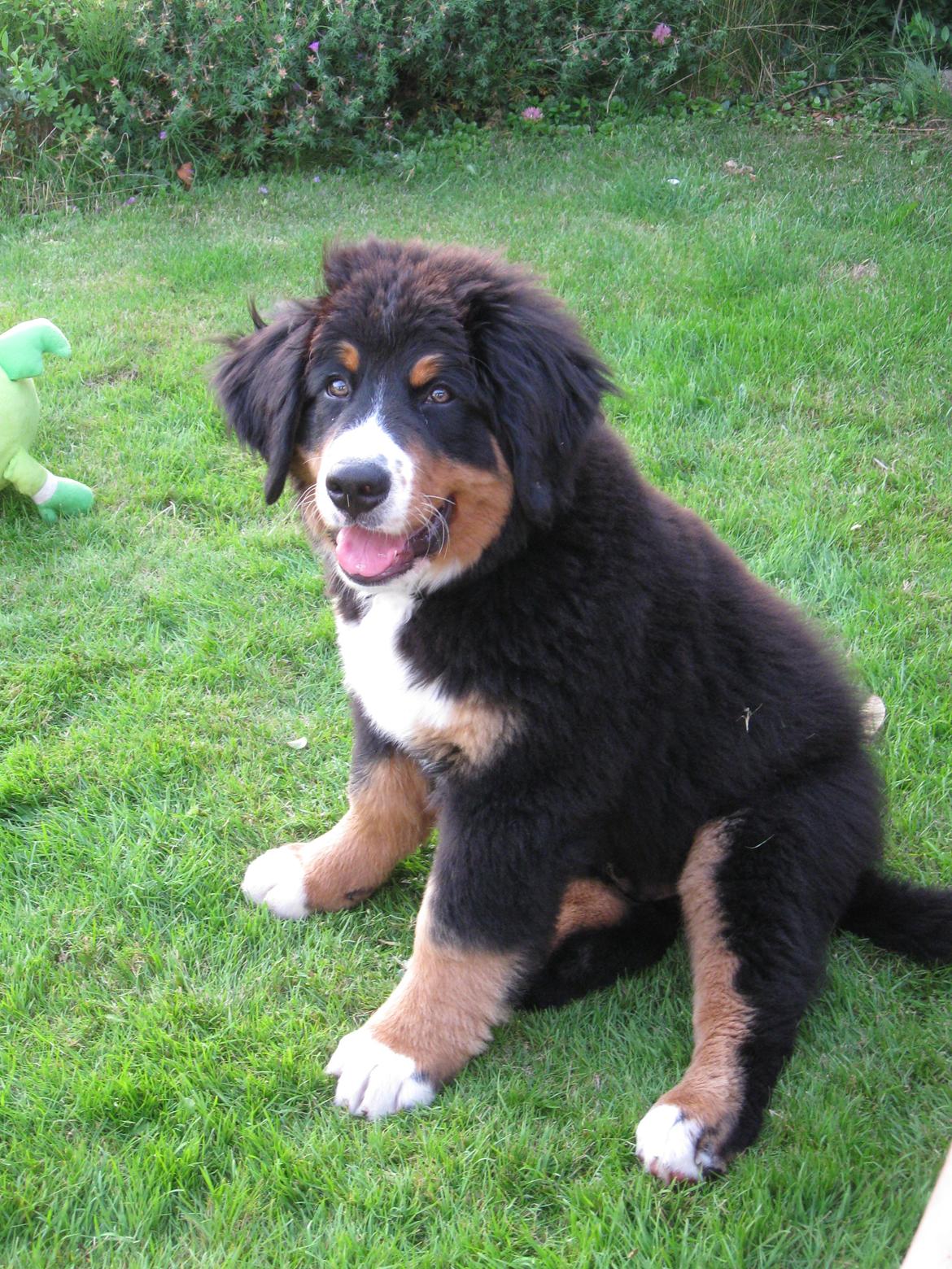 Berner sennenhund Harley billede 6