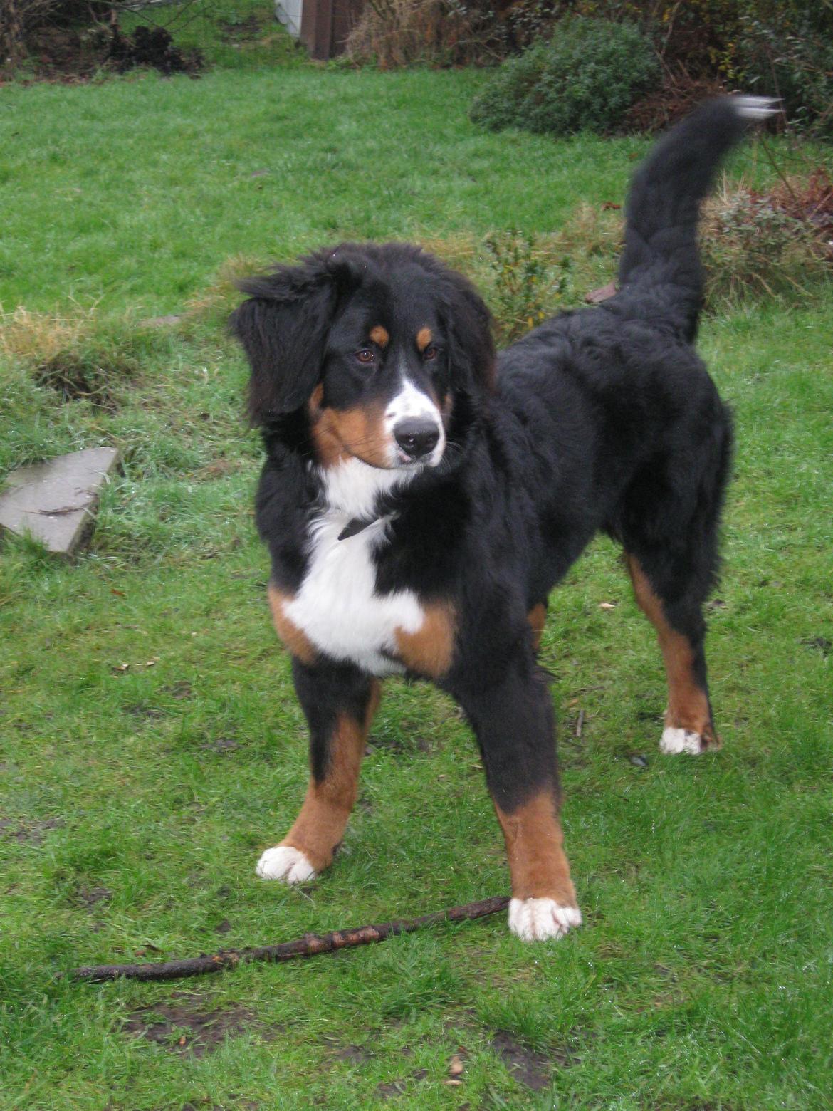 Berner sennenhund Harley billede 10