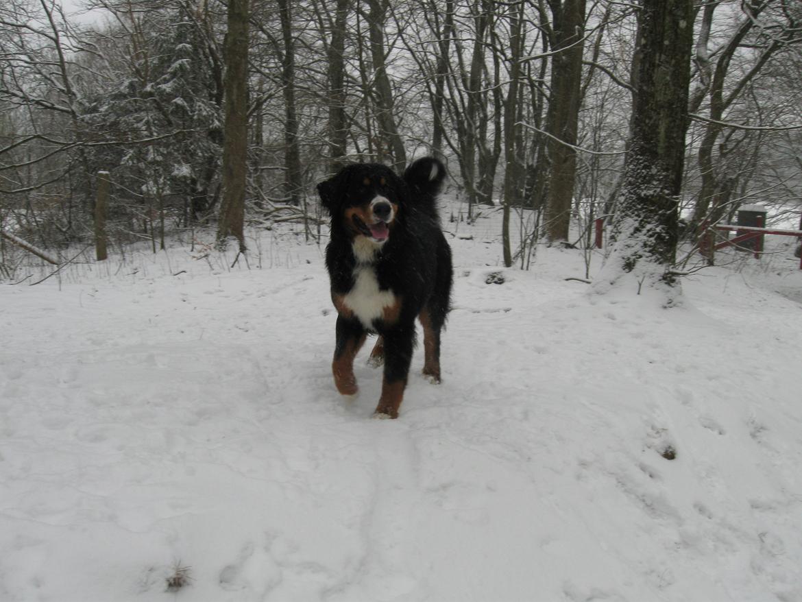 Berner sennenhund Harley billede 11