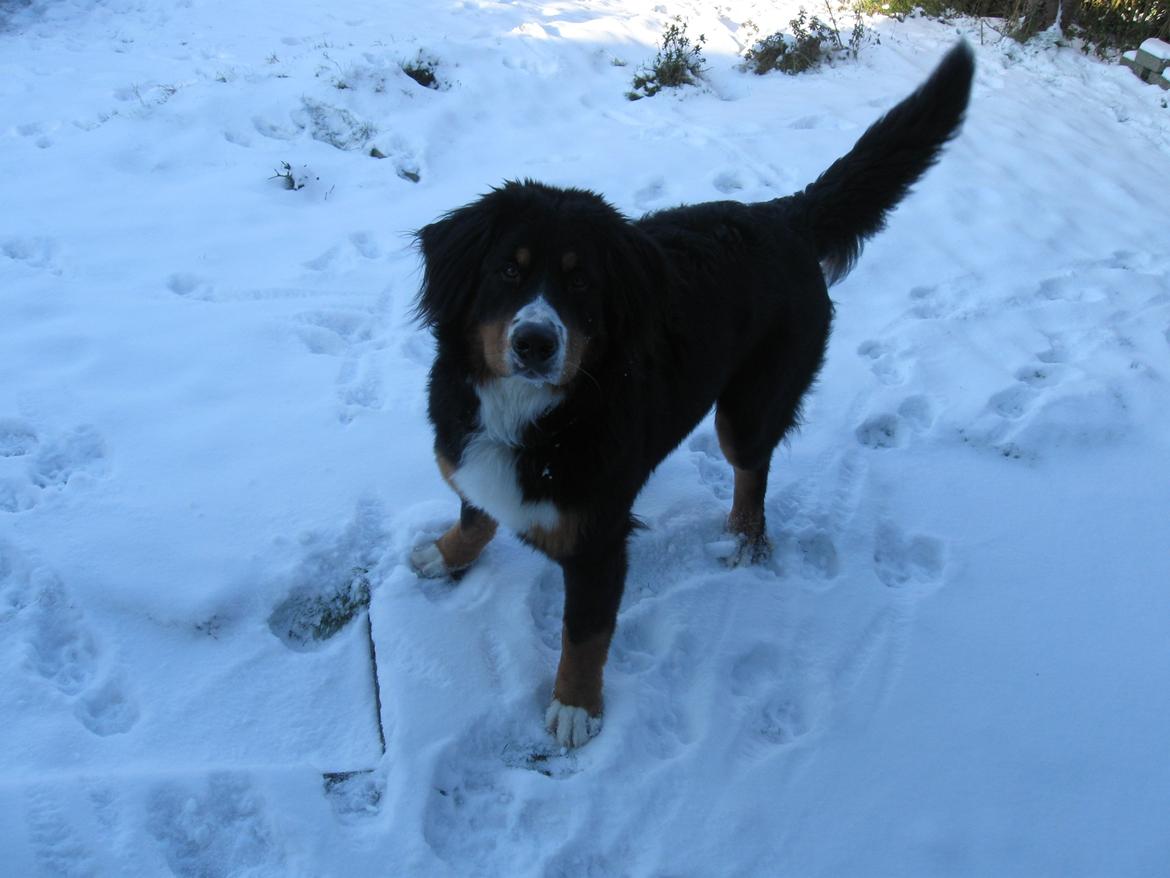 Berner sennenhund Harley billede 12