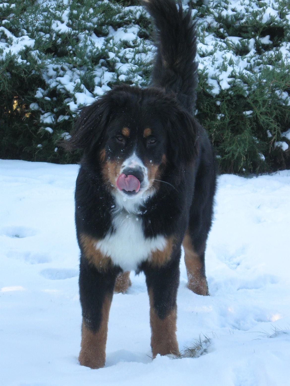 Berner sennenhund Harley billede 2