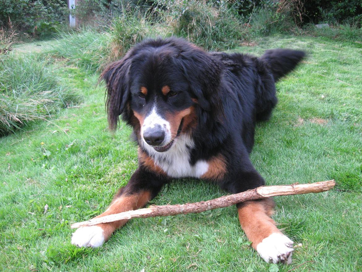 Berner sennenhund Harley billede 14