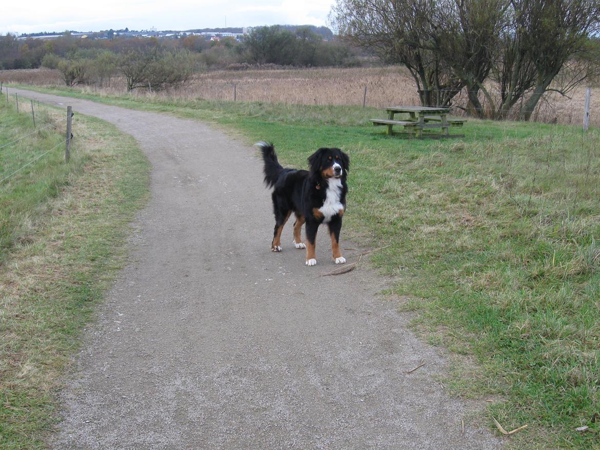 Berner sennenhund Harley billede 15