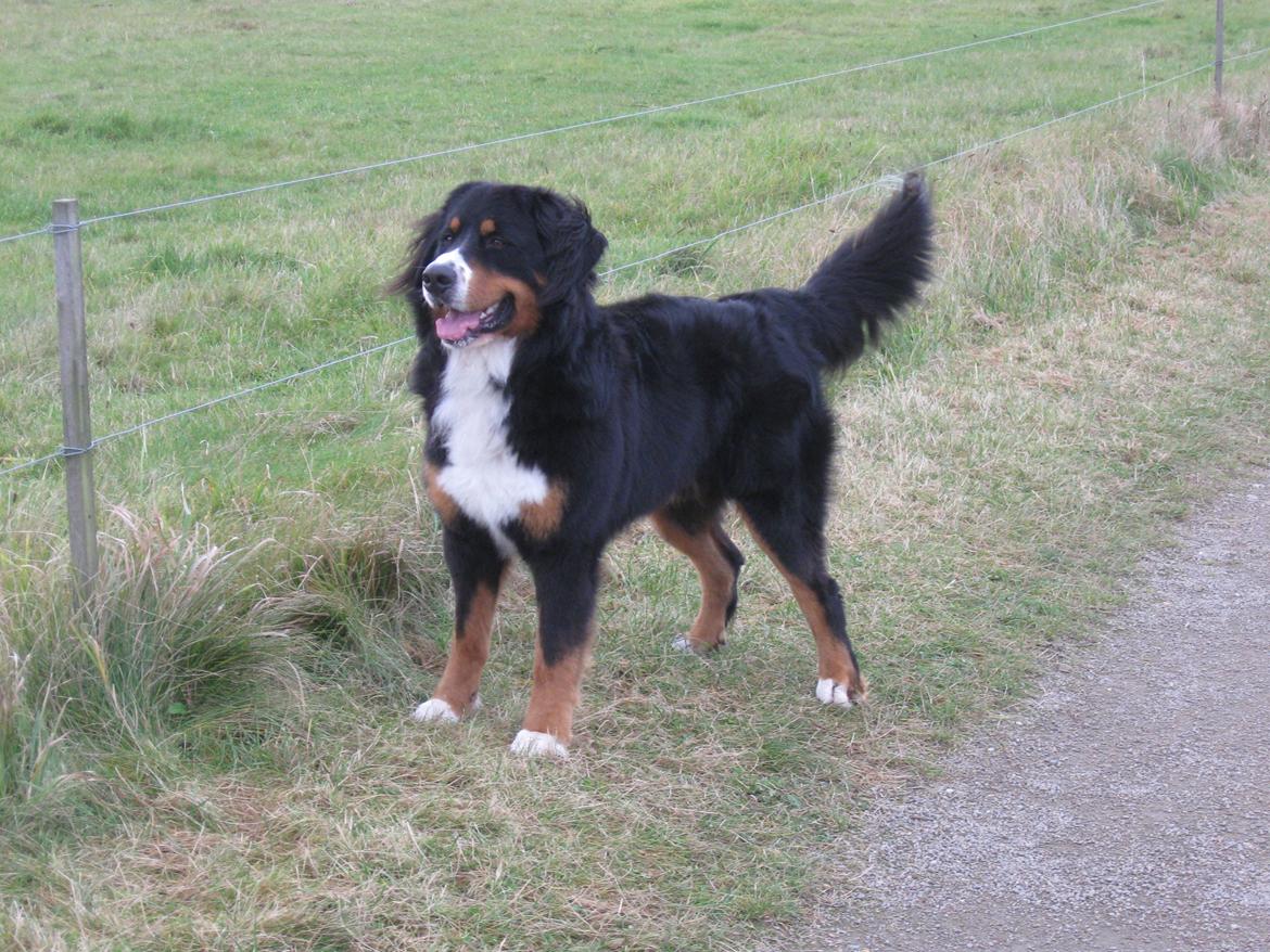 Berner sennenhund Harley billede 3