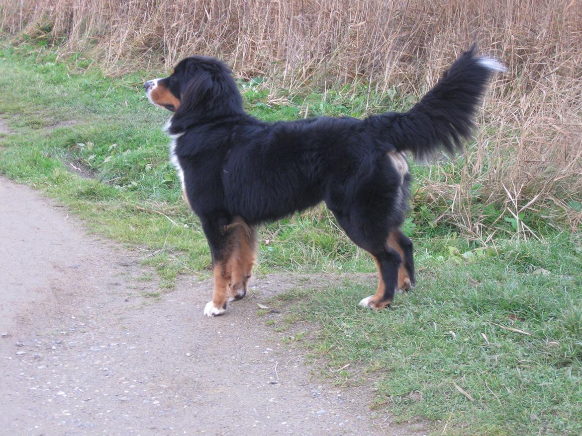 Berner sennenhund Harley billede 16