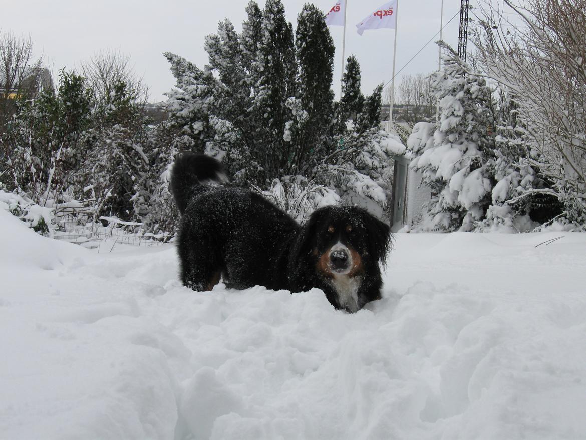 Berner sennenhund Harley billede 17