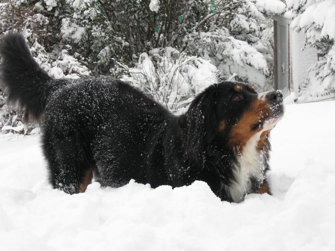 Berner sennenhund Harley billede 18