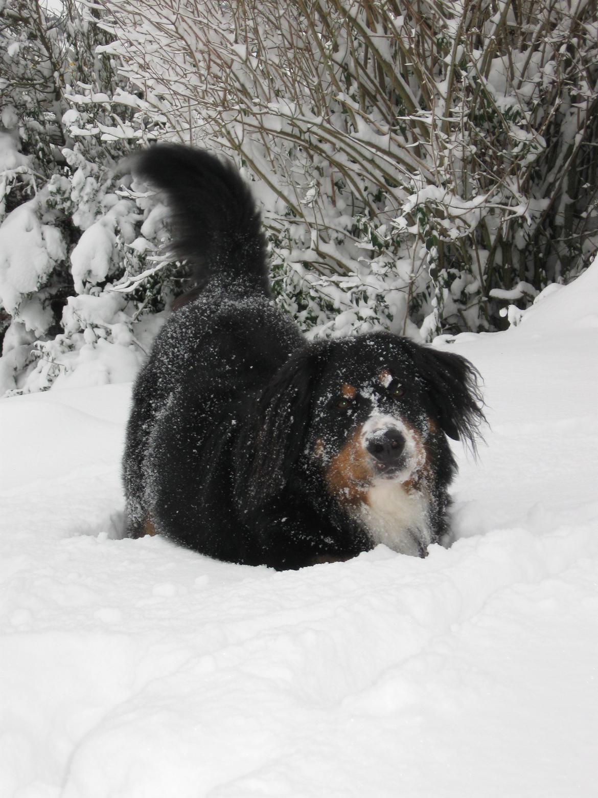 Berner sennenhund Harley billede 9