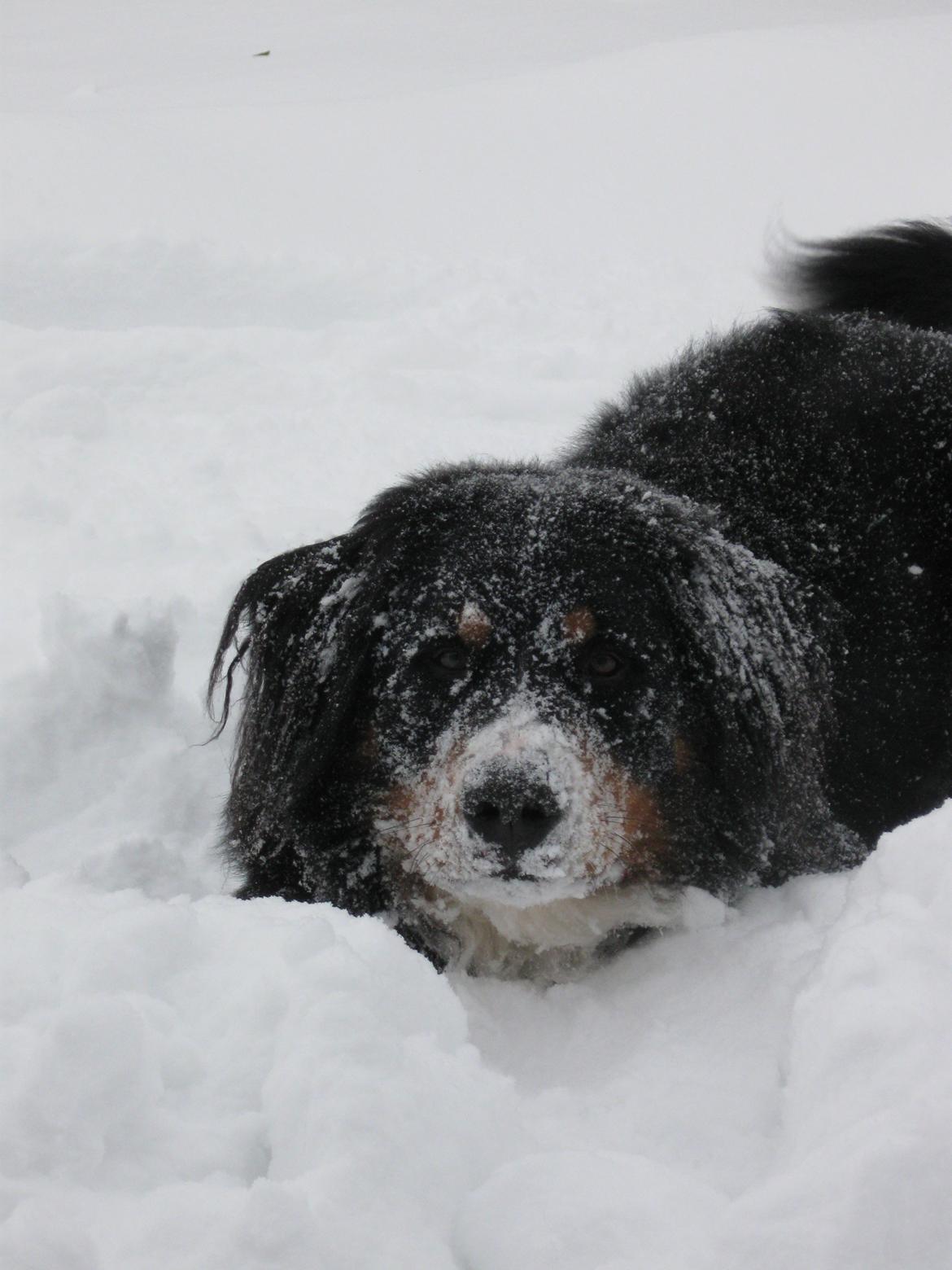 Berner sennenhund Harley billede 7