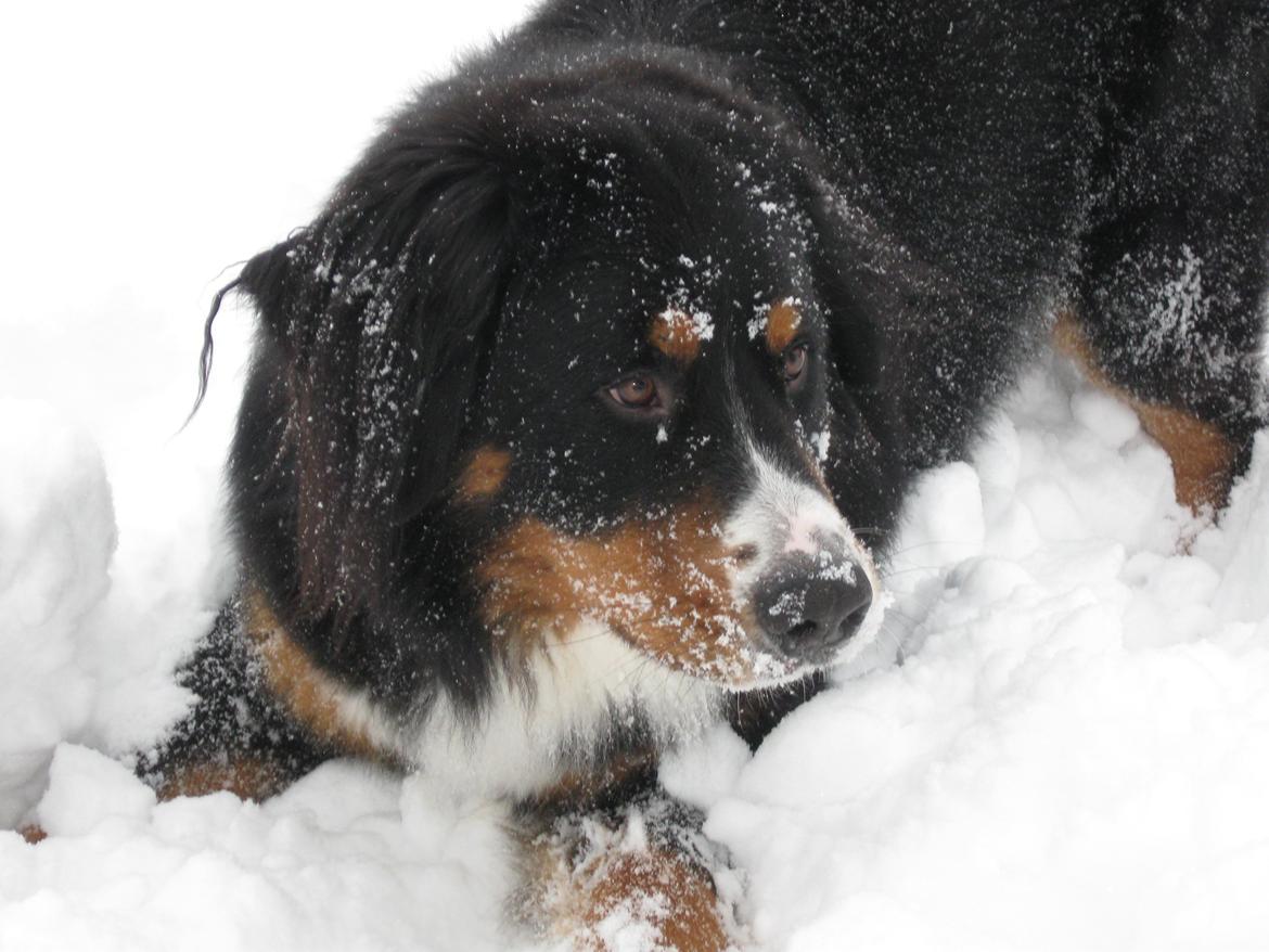 Berner sennenhund Harley billede 8