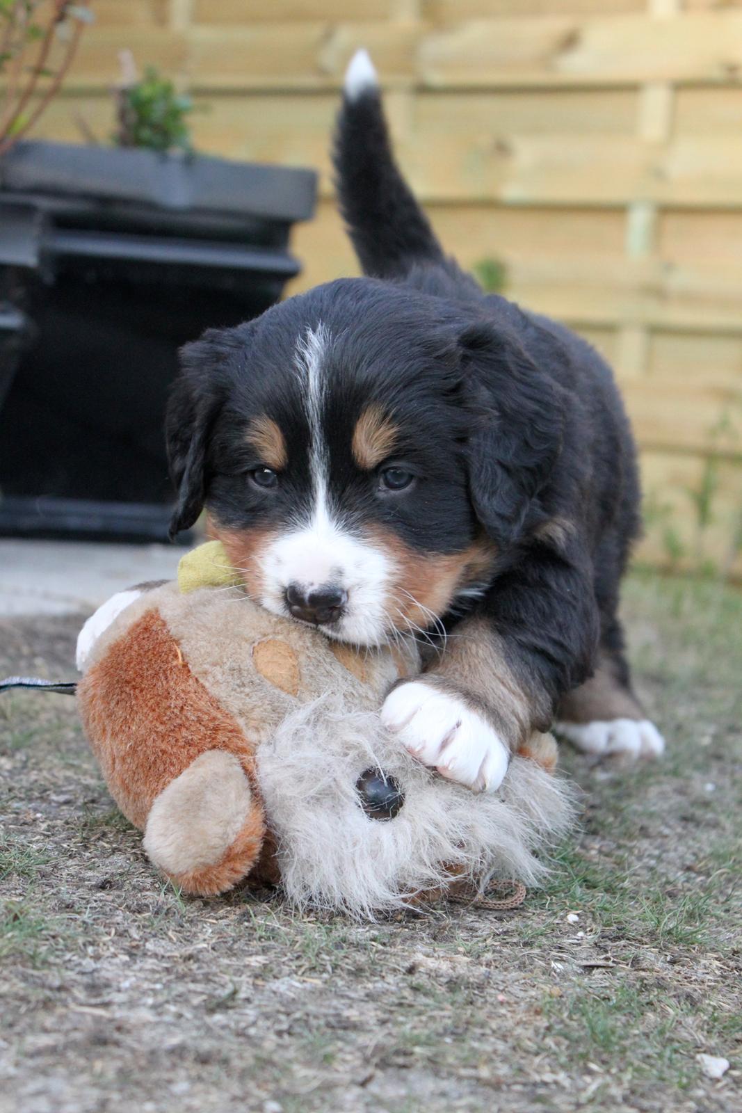 Berner sennenhund Harley billede 19