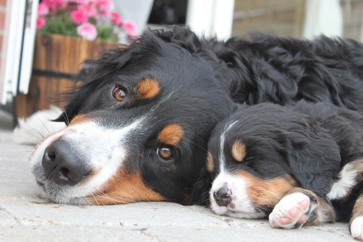 Berner sennenhund Harley billede 20