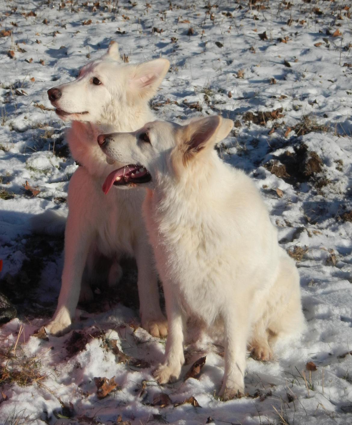 Hvid Schweizisk Hyrdehund Britaje Albert Einstein - Albert og hans mor Mimmie billede 2