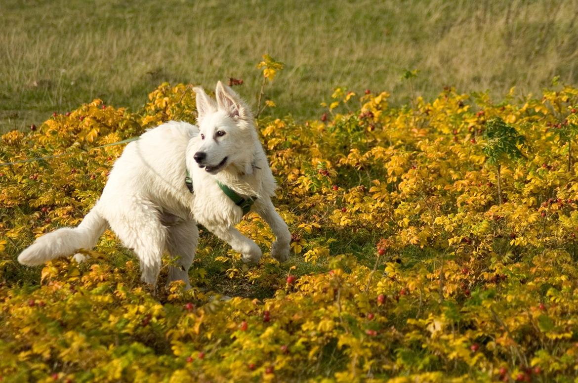 Hvid Schweizisk Hyrdehund Britaje Albert Einstein billede 9