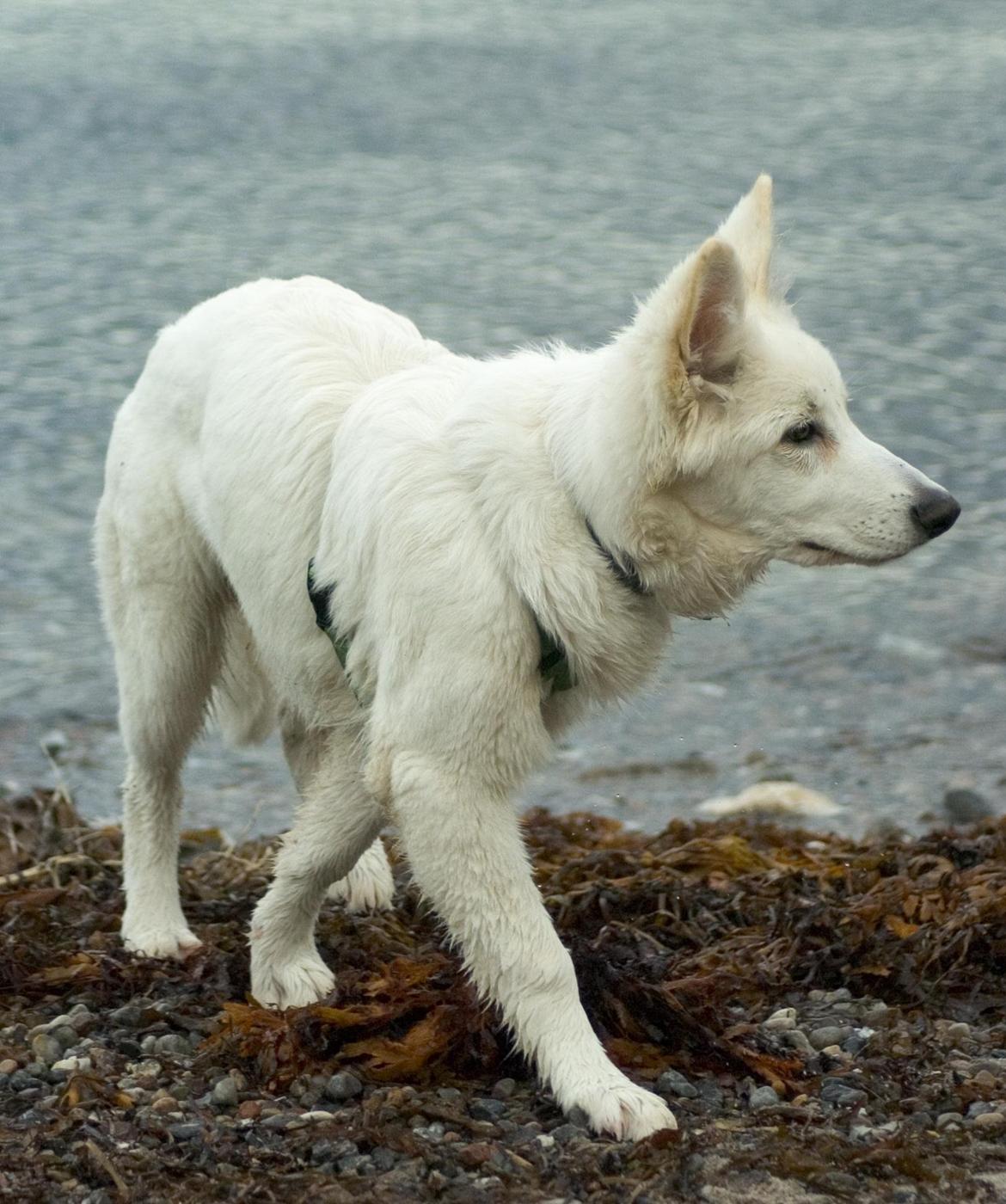 Hvid Schweizisk Hyrdehund Britaje Albert Einstein billede 10