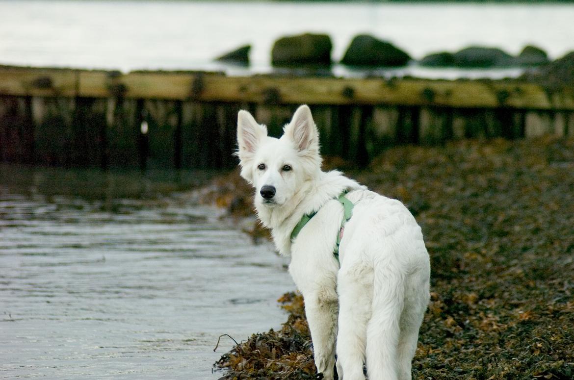 Hvid Schweizisk Hyrdehund Britaje Albert Einstein billede 13