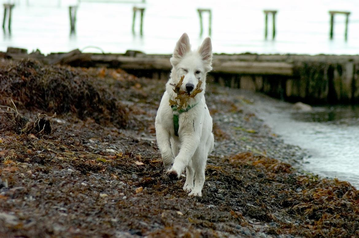 Hvid Schweizisk Hyrdehund Britaje Albert Einstein billede 14