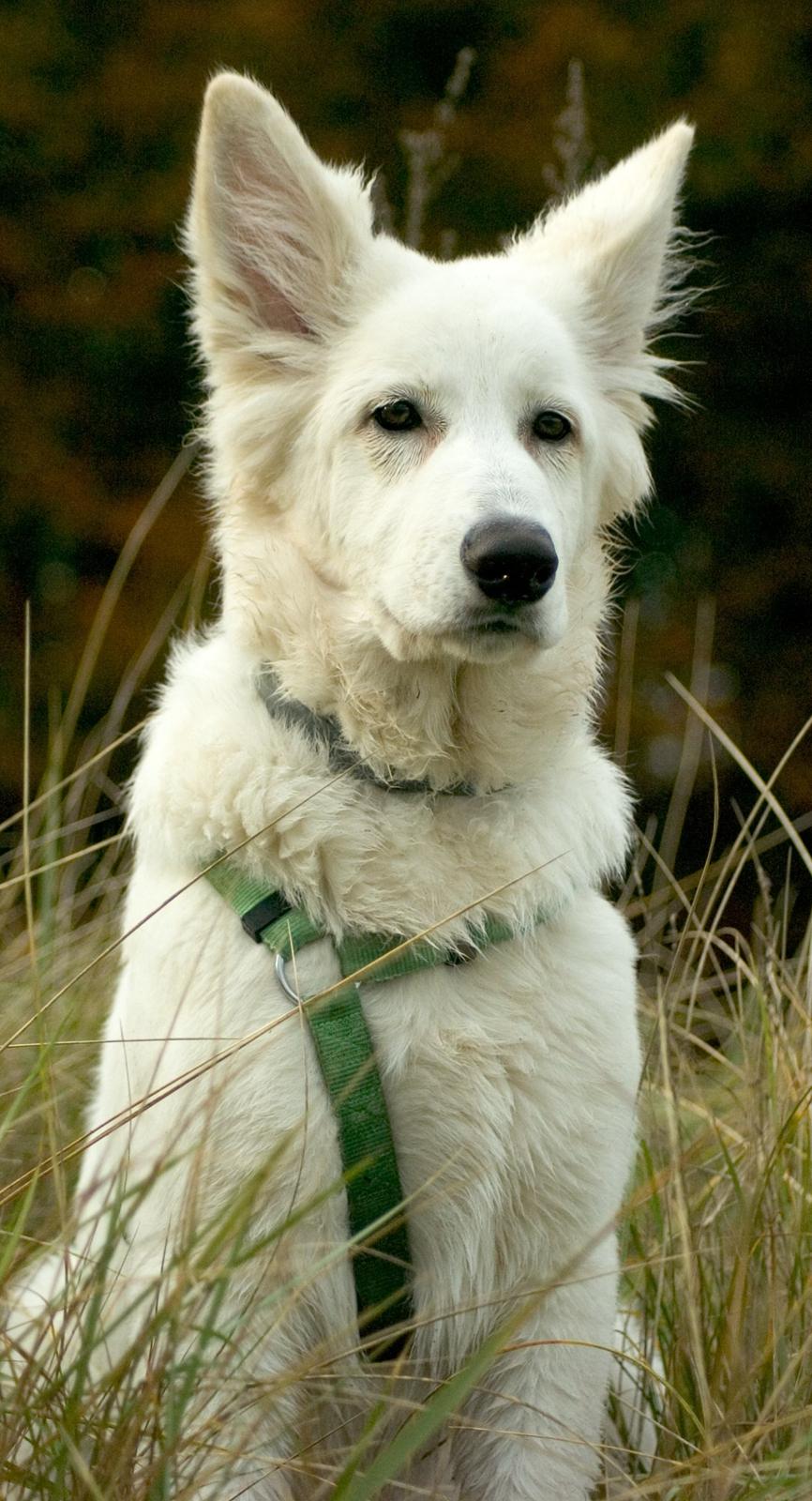 Hvid Schweizisk Hyrdehund Britaje Albert Einstein billede 16