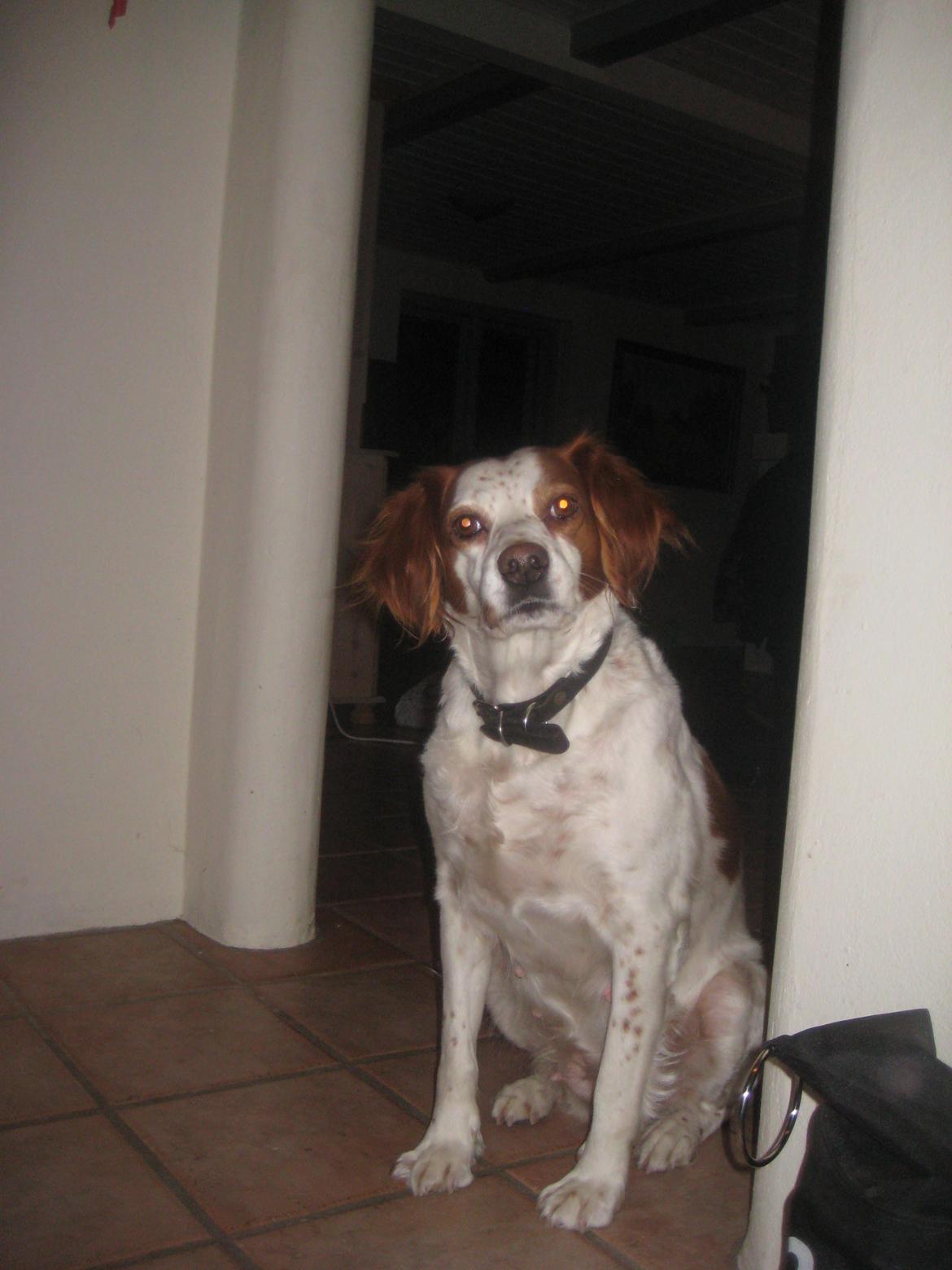 Breton Rikki billede 10