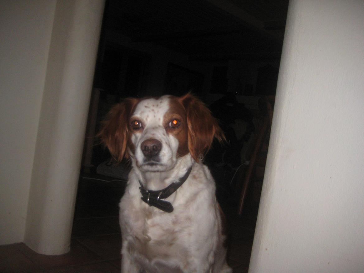 Breton Rikki billede 11