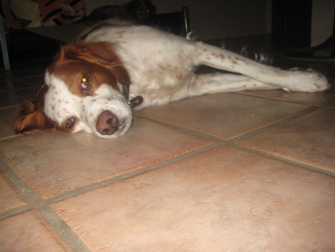 Breton Rikki billede 12