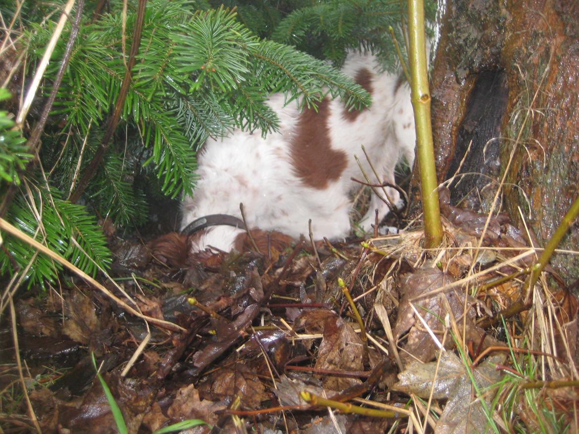 Breton Rikki billede 6