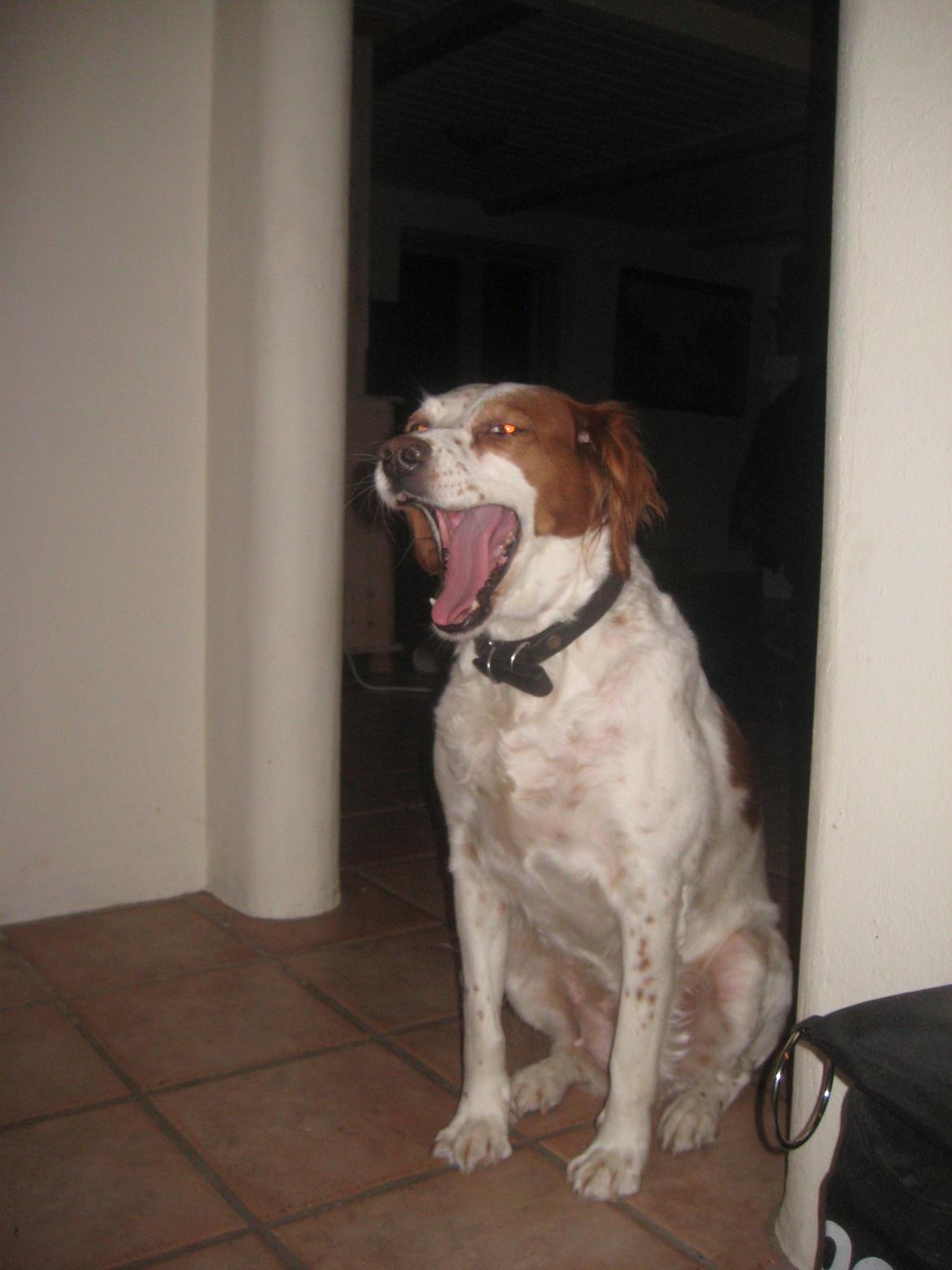 Breton Rikki billede 13