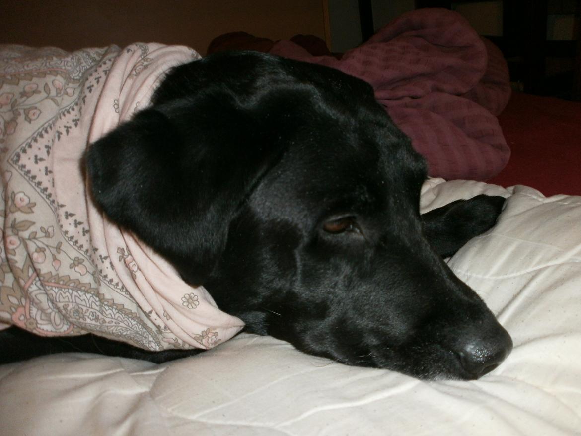 Labrador retriever †.R.I.P June.† 31-01-2014 - ligger i min seng<3 billede 2