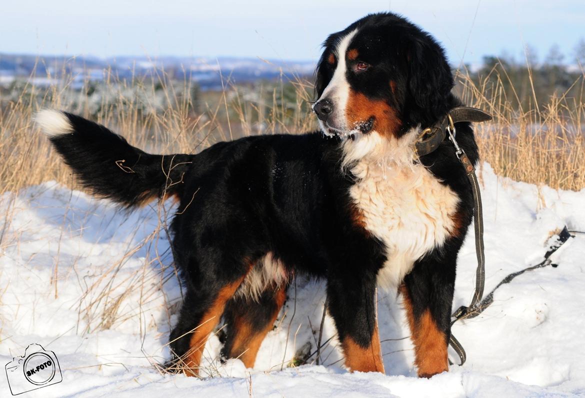 Berner sennenhund Cæsar (Bjørn) - Bjørn.
Januar 2013 billede 5