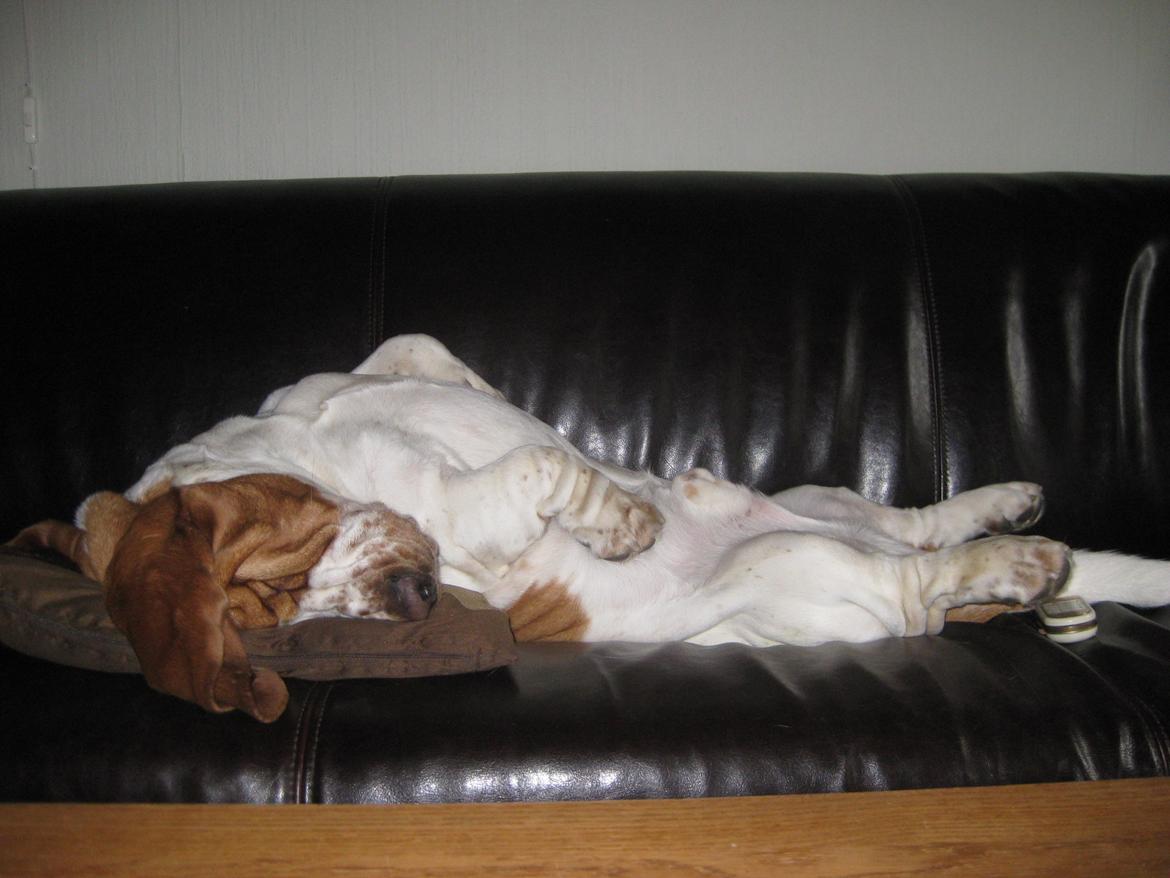 Basset hound Bobass Aslan billede 1