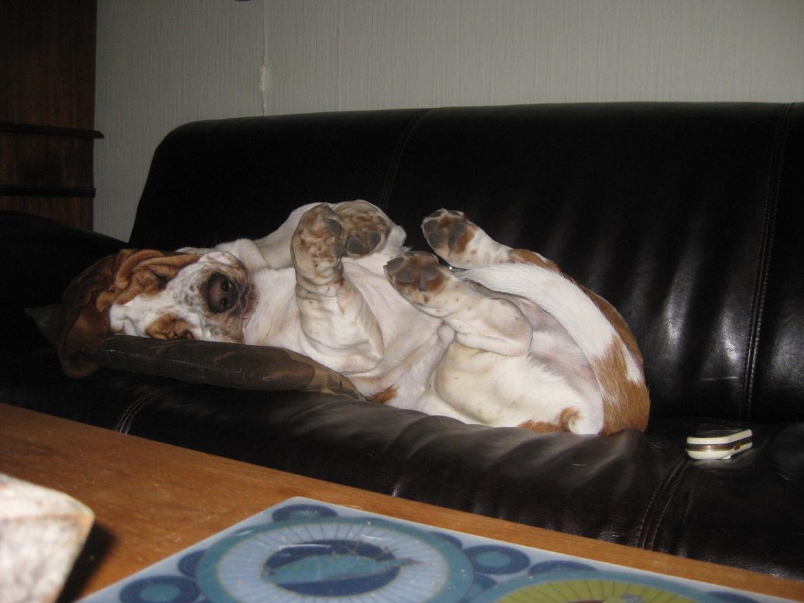 Basset hound Bobass Aslan billede 2