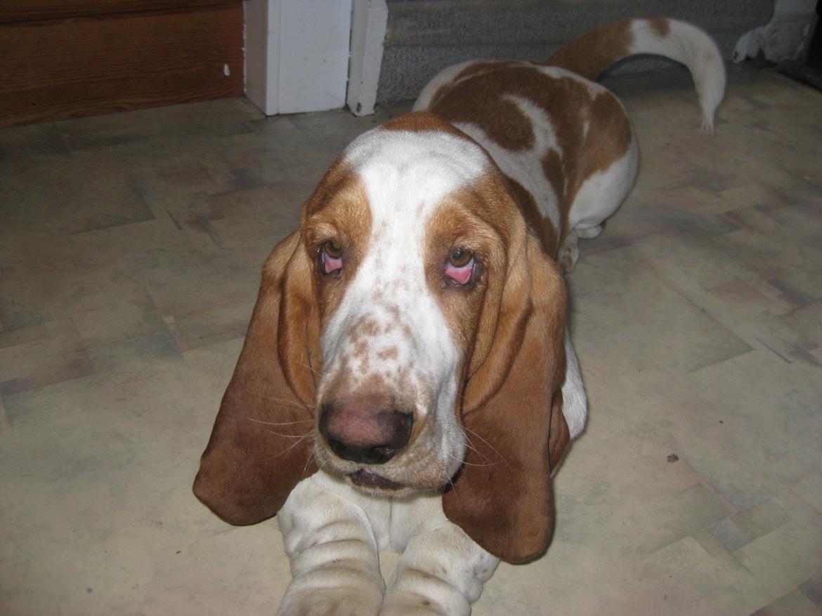 Basset hound Bobass Aslan billede 3