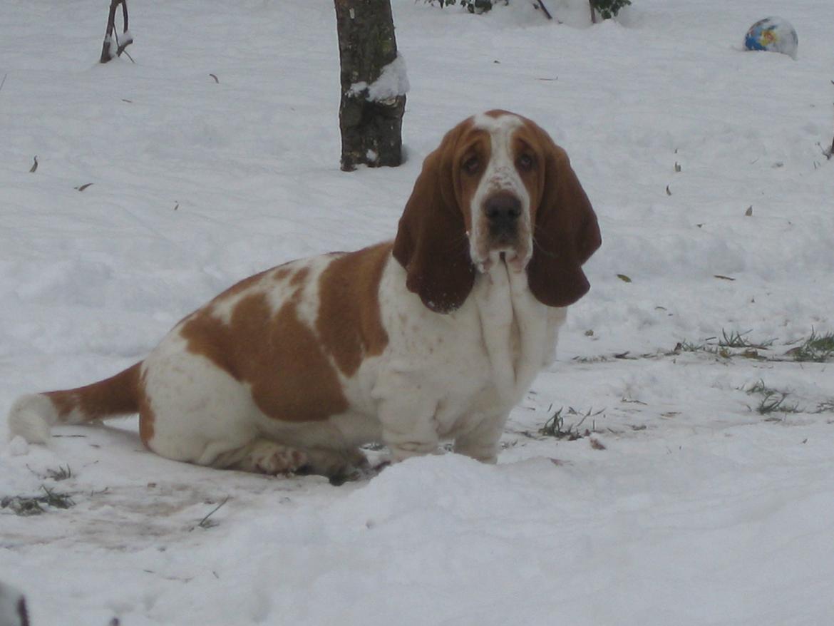 Basset hound Bobass Aslan billede 5