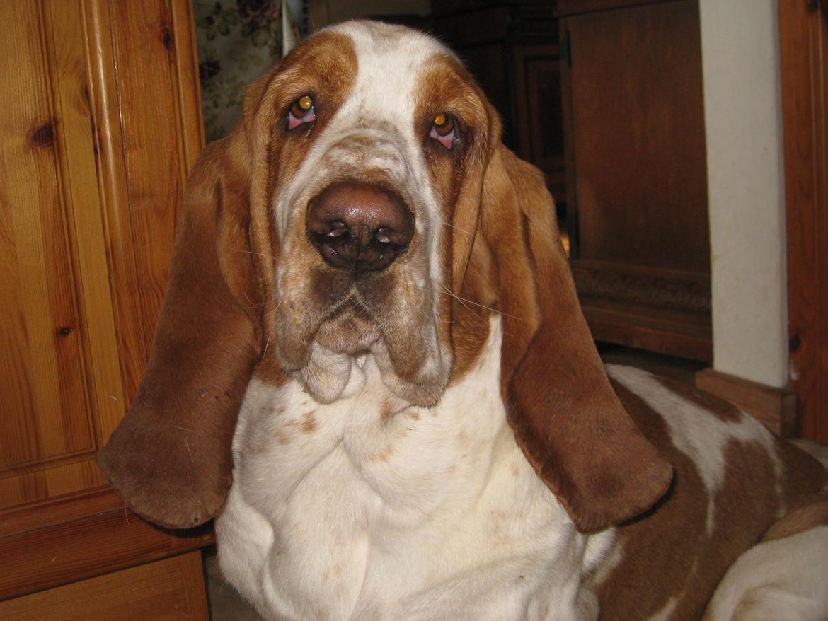 Basset hound Bobass Aslan billede 7